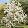 Evereste Crabapple 1 Evereste Crabapple -Selected Garden & Outdoor Stores pommier d ornement evereste 592753 1