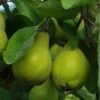 Portugal Quince -Selected Garden & Outdoor Stores portugal 1