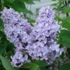President Grevy Lilac 1 President Grevy Lilac -Selected Garden & Outdoor Stores presidentgrevy