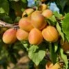 Puget Gold Apricot -Selected Garden & Outdoor Stores puget gold apricot