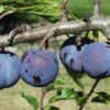 Purple Gage European Plum -Selected Garden & Outdoor Stores purple gage 1