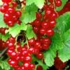 Redstart Red Currant 1 Redstart Red Currant -Selected Garden & Outdoor Stores red currant 3 1