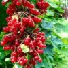 Rolam Red Currant -Selected Garden & Outdoor Stores red currant 4 1