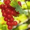 Rosetta Red Currant 1 Rosetta Red Currant -Selected Garden & Outdoor Stores red currant