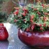 Red Candy Lingonberry -Selected Garden & Outdoor Stores redcandy 2 1