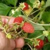 Regina Alpine Strawberry 2 Regina Alpine Strawberry -Selected Garden & Outdoor Stores regina