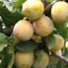 Reine De Mirabelle European Plum