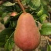 Rescue European Pear 2 Rescue European Pear -Selected Garden & Outdoor Stores rescue pear 1 1