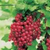 Red Jadeâ„¢ Currant 1 Red Jadeâ„¢ Currant -Selected Garden & Outdoor Stores ribesrubrumredlake