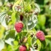 Rosanna Red Raspberry 2 Rosanna Red Raspberry -Selected Garden & Outdoor Stores rosanna red raspberry 1