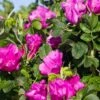 Rosa Rugosa 'Rubra' -Selected Garden & Outdoor Stores rose 1