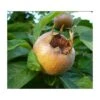 Royal Medlar -Selected Garden & Outdoor Stores royalmedlar