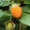 Salmonberry -Selected Garden & Outdoor Stores salmonberry
