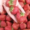 Seascape Strawberry Bundle (3 Packs) -Selected Garden & Outdoor Stores seascape 1 f9f64500 917d 477a b790 75976b75e8e3
