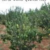 Claribel Quince -Selected Garden & Outdoor Stores semi dwarf quince tree 1