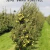 Nye Russet Barlett European Pear -Selected Garden & Outdoor Stores semi dwarf pear tree 5