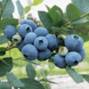Sweetheart Blueberry -Selected Garden & Outdoor Stores shbb