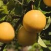 Combo Asian Pear Tree (4 Varieties) -Selected Garden & Outdoor Stores shinseki asian pear