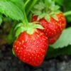 Holiday Strawberry -Selected Garden & Outdoor Stores shutterstock 104995331 1
