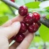 Combination Cherry Tree (5 Varieties) 1 Combination Cherry Tree (5 Varieties) -Selected Garden & Outdoor Stores shutterstock 105168959 5d084631 6e6c 4241 80ba 5afb92f1e4f1 1