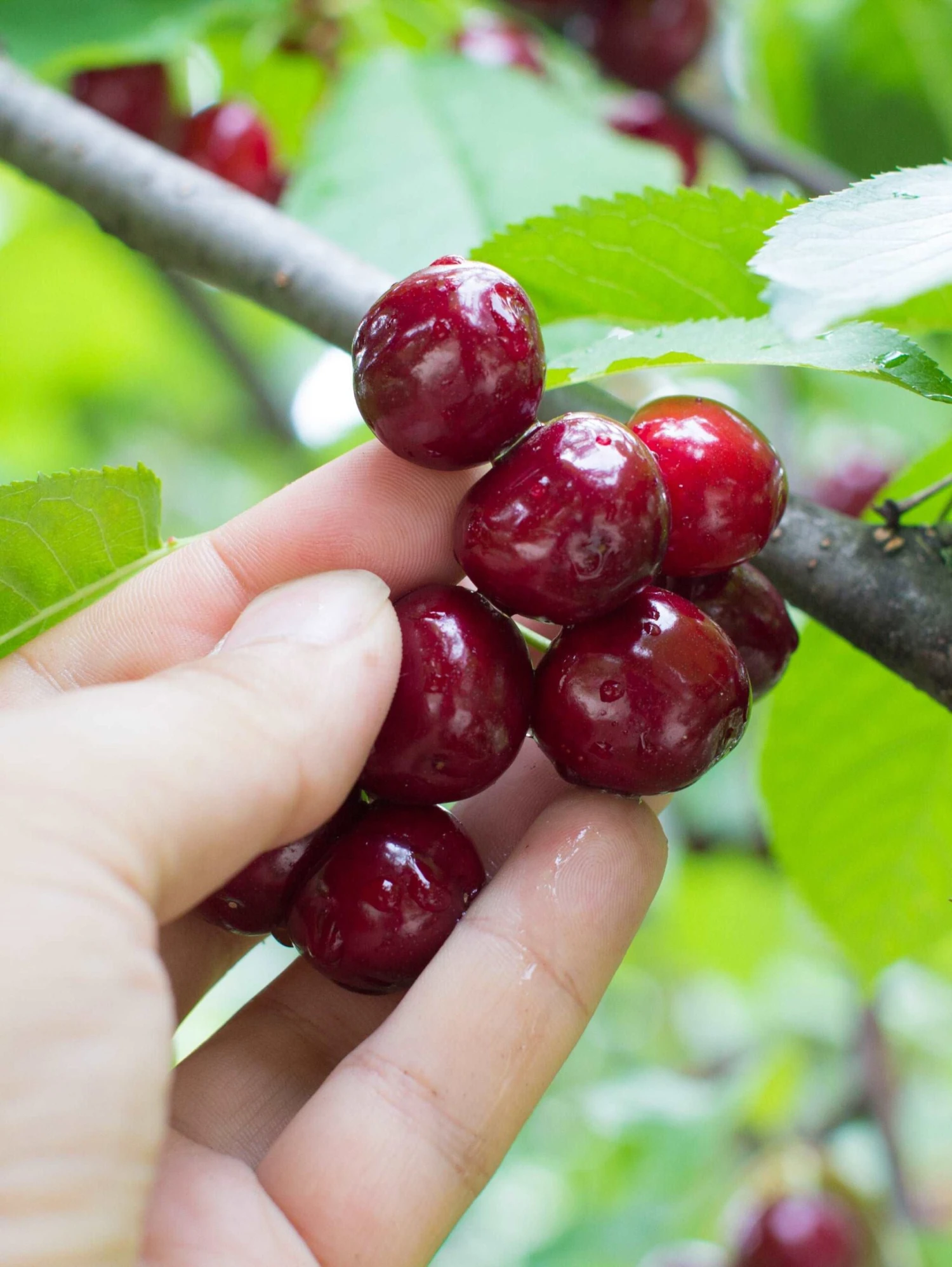Combination Cherry Tree (4 Varieties) 3 Combination Cherry Tree (4 Varieties)