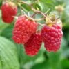 Excellent Everbearing Raspberry Bundle (6 Plants) 2 Excellent Everbearing Raspberry Bundle (6 Plants) -Selected Garden & Outdoor Stores shutterstock 106618970 1 67027219 0733 47b3 82f8 fe42c025e1cc