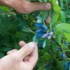 Blue Pacific™ Honeyberry -Selected Garden & Outdoor Stores shutterstock 1126745747 1