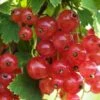 Gloire De Sablons Pink Currant -Selected Garden & Outdoor Stores shutterstock 1130805380 1