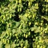 Willamette Hops