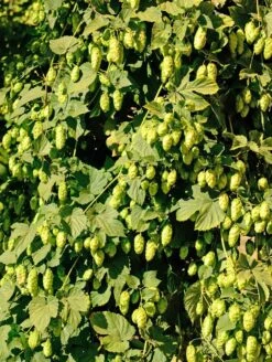 Willamette Hops