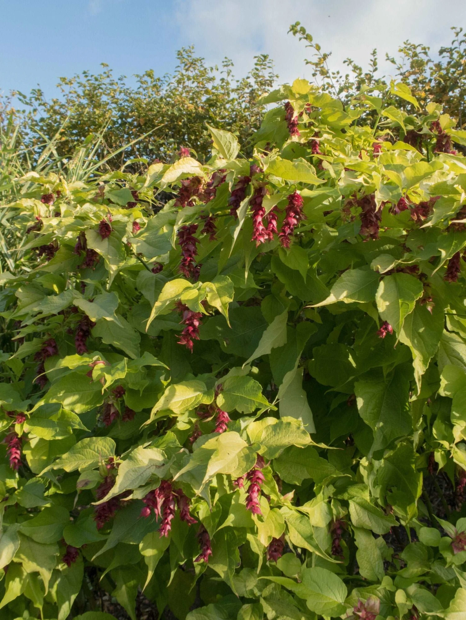 Golden Lanterns 2 Golden Lanterns