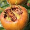 Macrocarpa Medlar -Selected Garden & Outdoor Stores shutterstock 1182683059 1