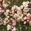 C. Cathayensis/Cathay Flowering Quince -Selected Garden & Outdoor Stores shutterstock 1367338010 1