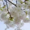 Mt. Fuji Flowering Cherry -Selected Garden & Outdoor Stores shutterstock 1372338206 1