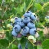 Jersey Blueberry -Selected Garden & Outdoor Stores shutterstock 1419055868 2 1