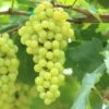 Aurore Grape -Selected Garden & Outdoor Stores shutterstock 144385198 bb2cfcbf 4aee 4c5f a572 65ec09d20570 1