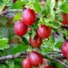 Tixia Gooseberry 1 Tixia Gooseberry -Selected Garden & Outdoor Stores shutterstock 1458321413 1
