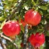 Crimson Sky™ Pomegranate -Selected Garden & Outdoor Stores shutterstock 1504269788 1