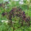 York Elderberry -Selected Garden & Outdoor Stores shutterstock 1510672694 1