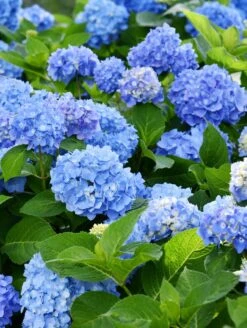 Forever Blue Hydrangea -Selected Garden & Outdoor Stores shutterstock 1512209366 2
