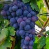 Campbell's Early Grape -Selected Garden & Outdoor Stores shutterstock 1524501632 1