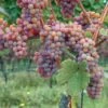 Gewurtztraminer Wine Grape -Selected Garden & Outdoor Stores shutterstock 154690013 1