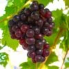 Reliance Grape -Selected Garden & Outdoor Stores shutterstock 1591732633 1