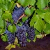 Pinot Precoce Grape 1 Pinot Precoce Grape -Selected Garden & Outdoor Stores shutterstock 1622669122 1