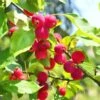 Dolgo Crabapple -Selected Garden & Outdoor Stores shutterstock 1664375074 1