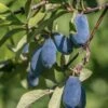 Blue Bird Honeyberry -Selected Garden & Outdoor Stores shutterstock 1665935902 1