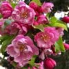 Pink Cloud Crabapple 1 Pink Cloud Crabapple -Selected Garden & Outdoor Stores shutterstock 1689034981 1