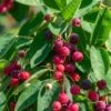 Autumn Brilliance Serviceberry -Selected Garden & Outdoor Stores shutterstock 1703021887 1