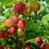 Welcome Gooseberry -Selected Garden & Outdoor Stores shutterstock 1816053620 1