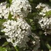 Alpha Burkwood Viburnum 1 Alpha Burkwood Viburnum -Selected Garden & Outdoor Stores shutterstock 1974574043 1